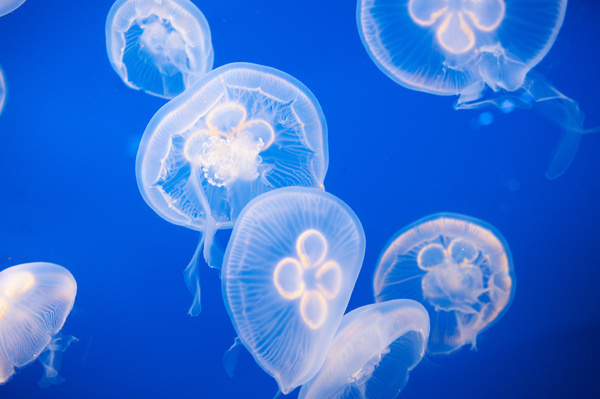 photo #ocean #jelly #fish #the #photography #sea #blue #underwater