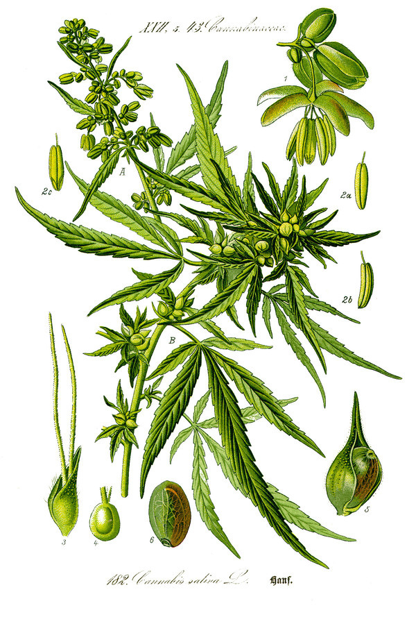 Illustration: Cannabis sativa #wilhelm #flora #thom #biology #print #fauna #otto #dr #illustration #and