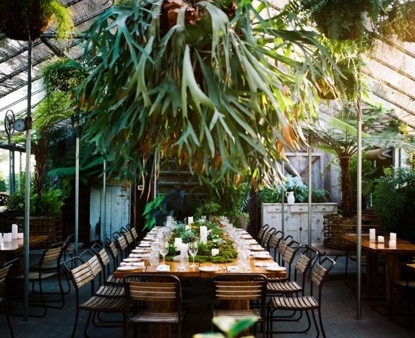 #plants #fern #staghorn