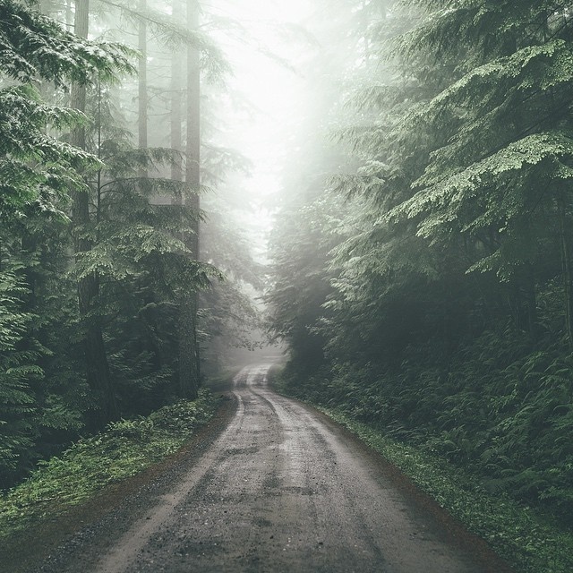 @Fursty #road #fog