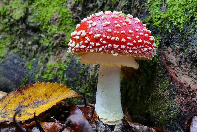 Amanita muscaria - Photo #29 - Beautiful Free Stock Photos