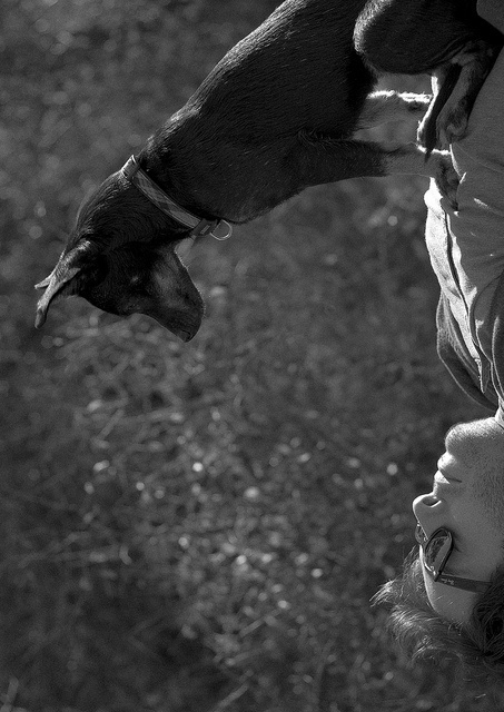 photo #white #black #friend #photography #and #reverse #animal #dog