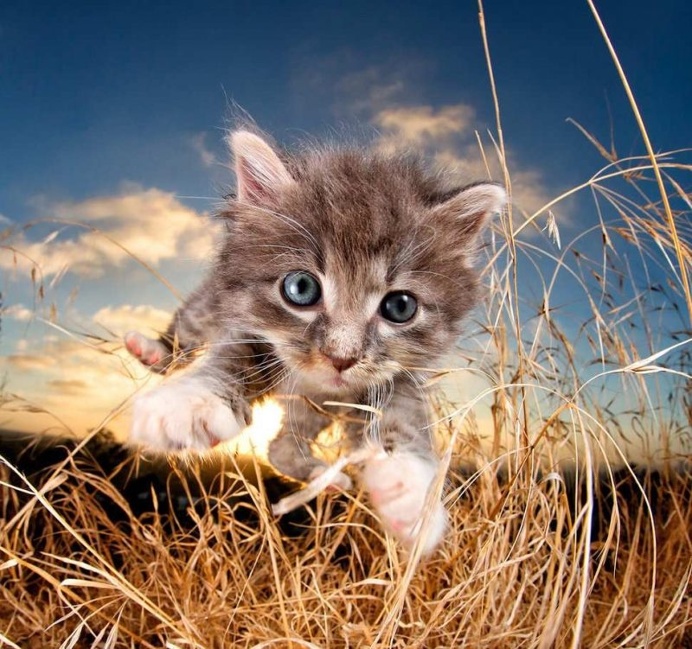 Adorable Cats And Kittens Flying Through The Air by Seth Casteel