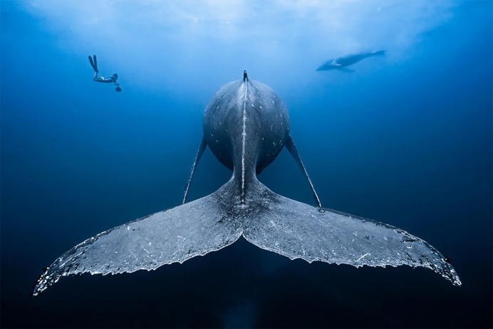 Gentle Giants by François Baelen