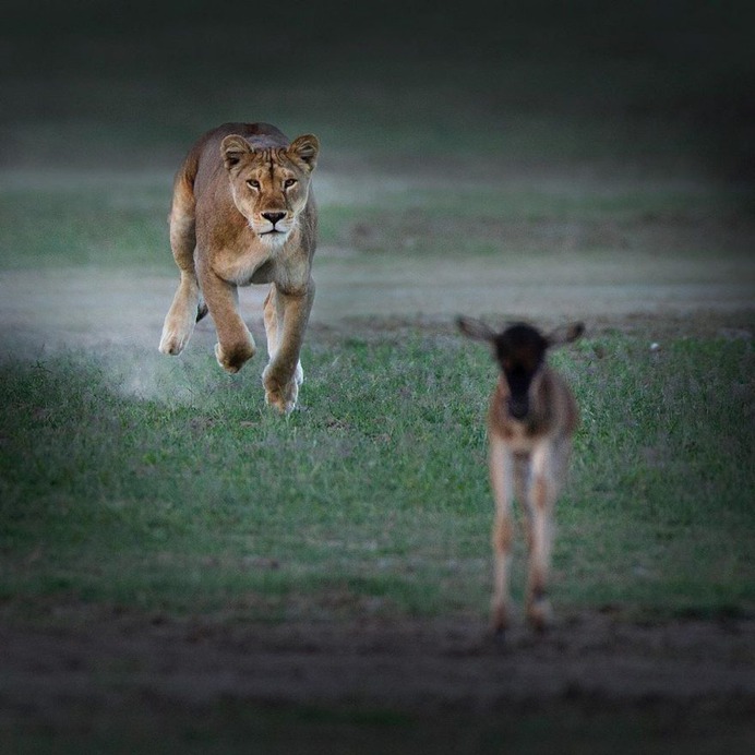 Dramatic Portraits of Wildlife Big Cats by Shaaz Jung