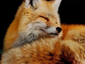 Google Reader (1) #red #fox #photo #orange #photography