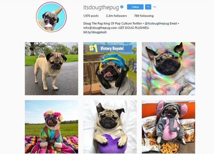 @Itsdougthepug - Over 3,3 millions followers