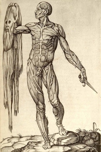 Anatomia_del_corpo_humano.jpg 1200×1802 pixels #muscle #skin #anatomy
