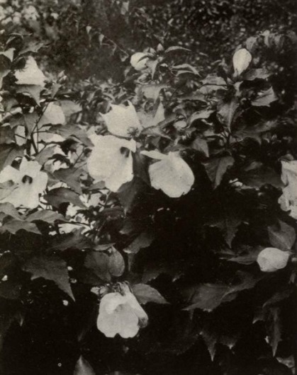 Vidar Sörman #flower