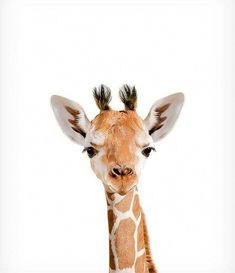 Baby giraf #PhotographyInspiration