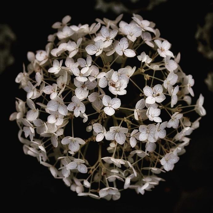 Breathtaking Beauty of Flowers: Close-Up Photography by Anne Wehner