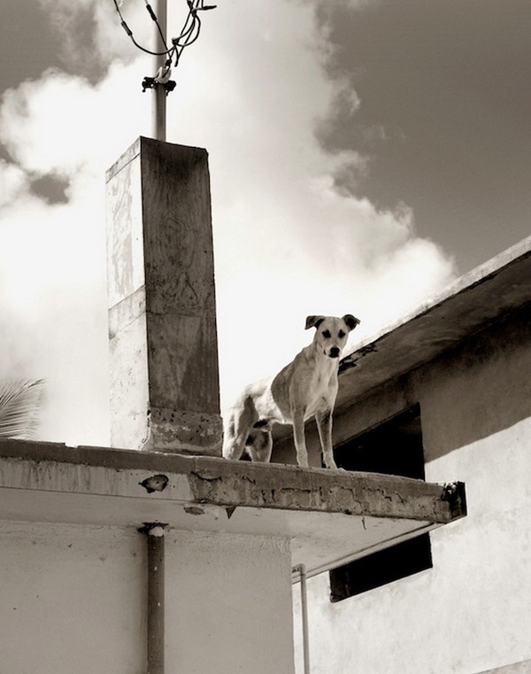 Dogs by Traer Scott #inspiration #photography #animals