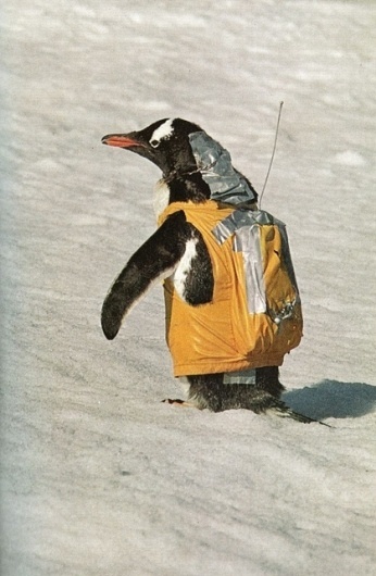 Untitled | Flickr - Photo Sharing! #penguin #costume