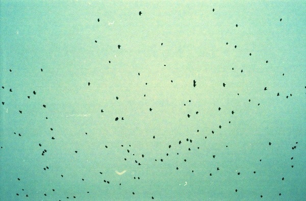 ∆ Birds ∆ | Triangular Love. #birds #photography #vienna #sky