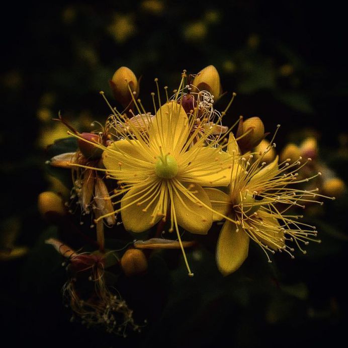 Breathtaking Beauty of Flowers: Close-Up Photography by Anne Wehner