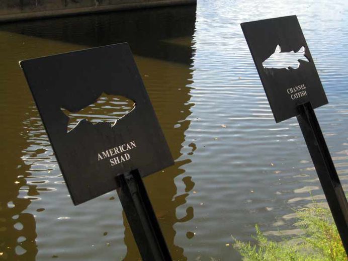 local fish species
