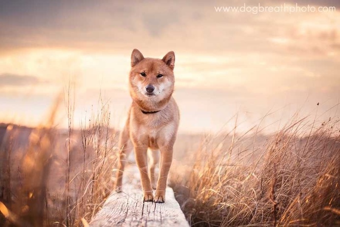 Expressive And Whimsical Portraits of Dogs by Kaylee Greer