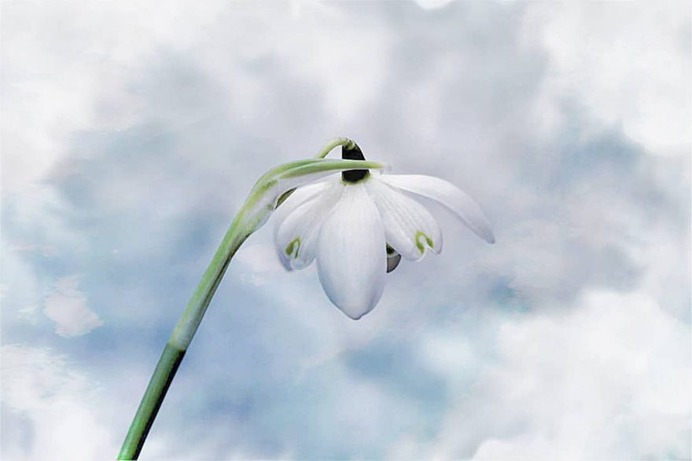Stunning Macro Flowers Photography by Pia Lee