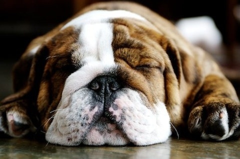 FFFFOUND! #bulldog #photography