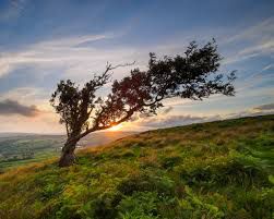 Image result for windswept tree