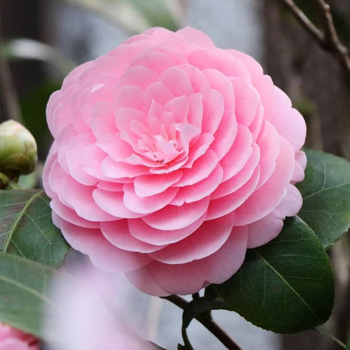 Beautiful pink flower by Rachel