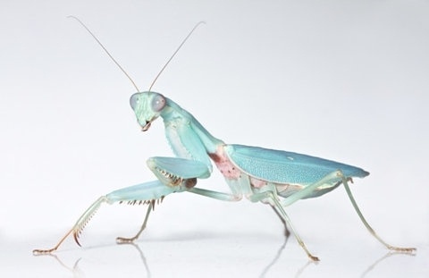 FFFFOUND! | Mediocre at best #mantis