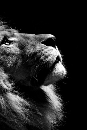tumblr_lheqq8ghTM1qee7t4o1_500.jpg 467×700 Pixel #lion #portrait