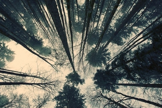 Fotostrecke 2011/01 » Fotografie » Ausstellung » Forum » Supertopic #forest #photography #trees #nature