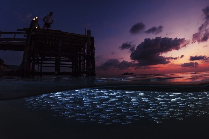 The Stunning Winners Of The 2017 Underwater Photographer Of The Year