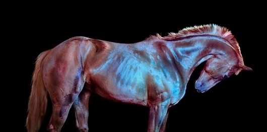 'All the Wild Horses' on the Behance Network #photography #horse