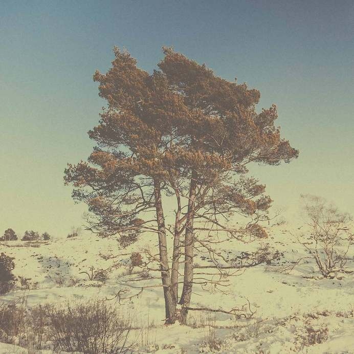 Swedish forest #forest #sweden #winter