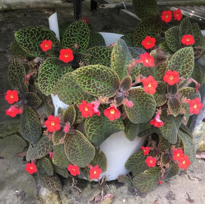 Episcia Flower Picture