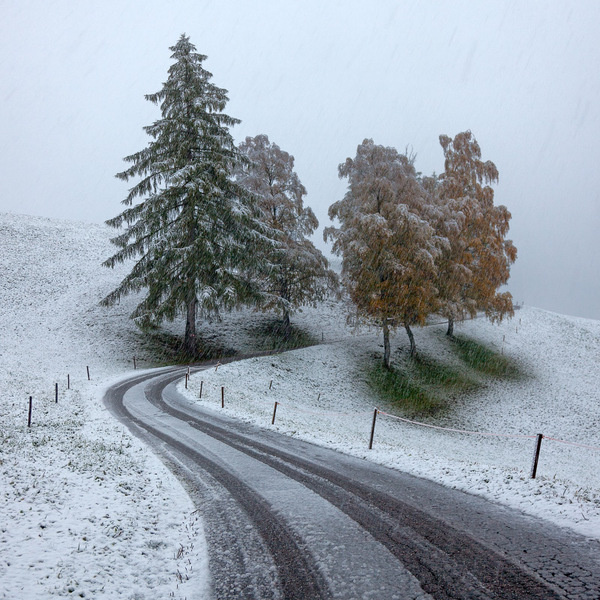 The First Snow, photography by Sergey Ershov. Canon 5DMII, Canon 24 105L. In Nature, Vegetal, Tree, forest. The First Snow, photography by S #snow #tree