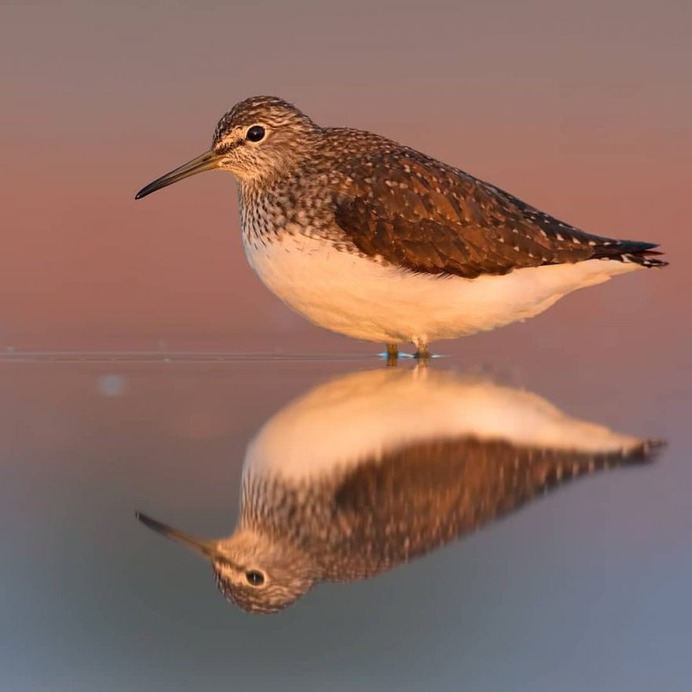 Birds of Italy: Beautiful Birds Photography by Lorenzo Magnolfi