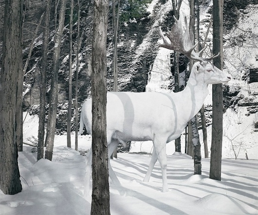 but does it float #deer #photography #white #nature