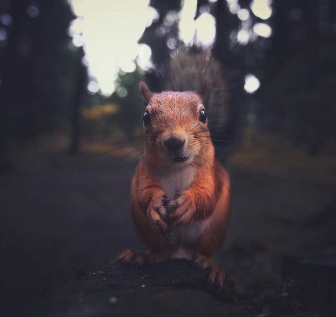 Portraits of Squirrels, Birds and Foxes by Animal Whisperer Konsta Punkka