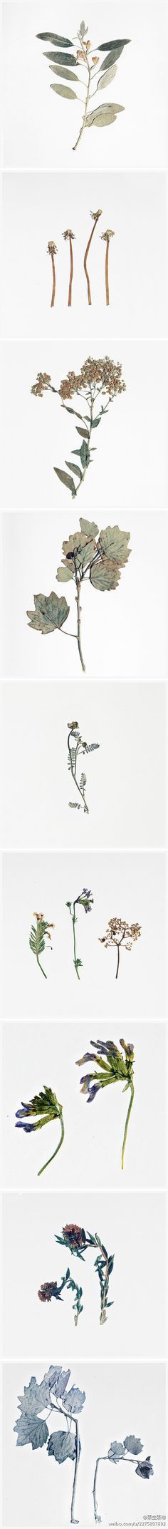 Memento for Oblivion | Photography of Plants form Dunhuang and Qinghaihu Lake by Ling MENG