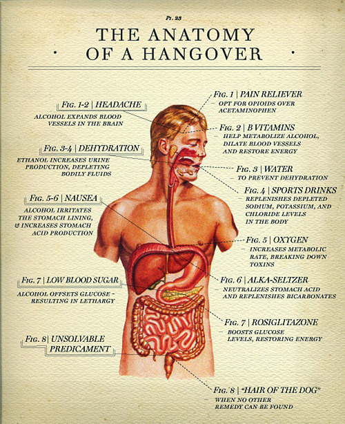 Refresh browser to see image! #design #anatomy #poster #hangover