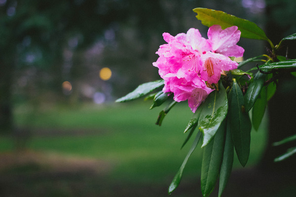 Volunteer Park #photo #photograph #photography #flower #vsco