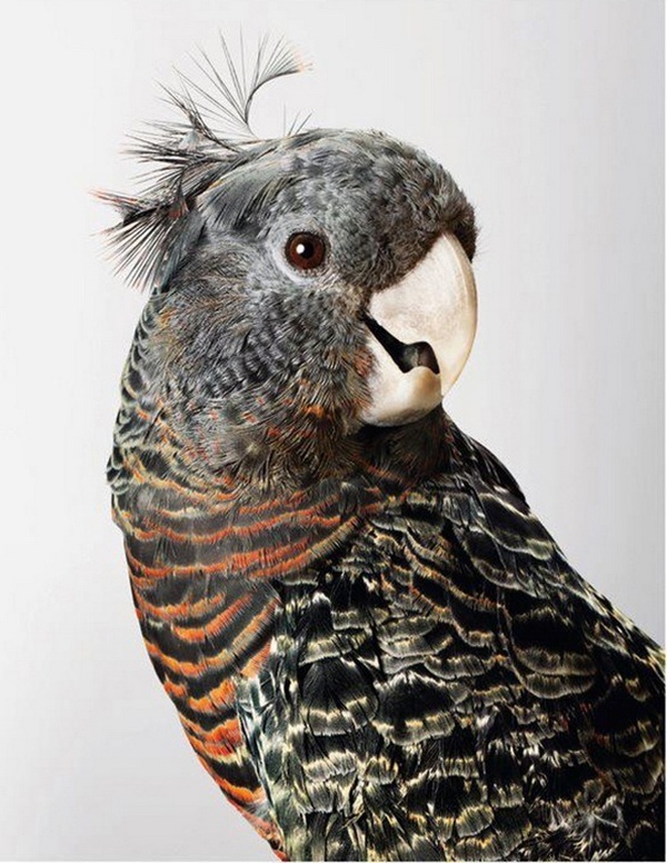 Wild Cockatoos by Leila Jeffreys #photography #animals
