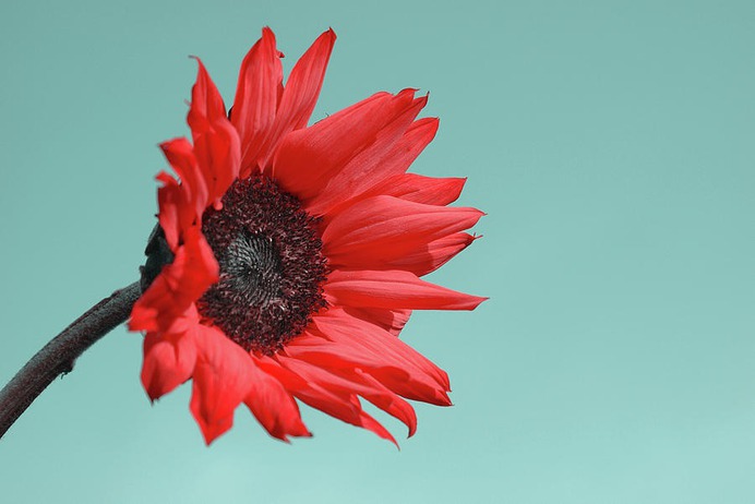 daisy painting & daisy paint by number #painting
