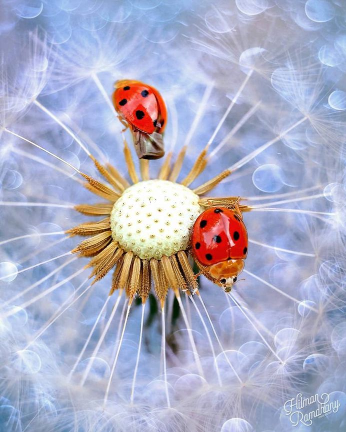 Insanely Detailed Macro Photos Of Insects by Hilman Ramdhany