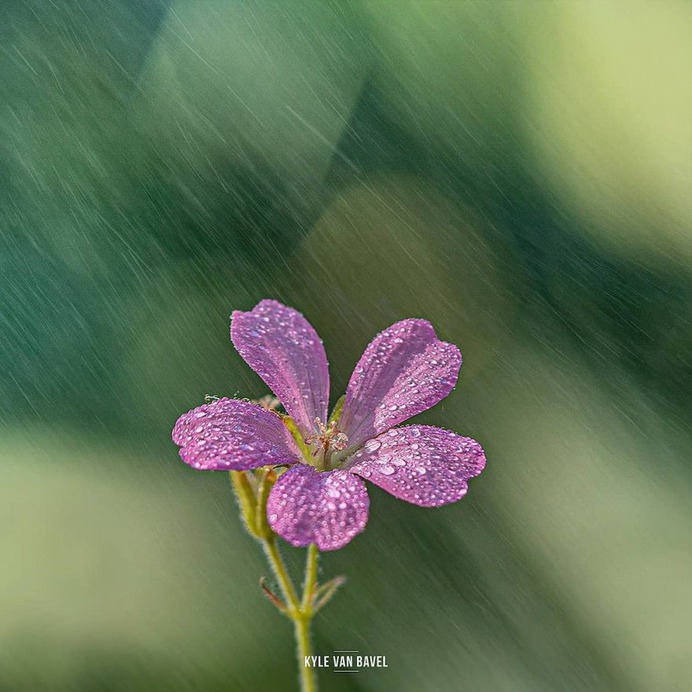 Beautiful Macro Flowers Pictures by Kyle van Bavel