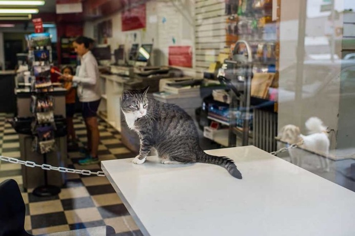 Shop Cats of New York by Andrew Marttila