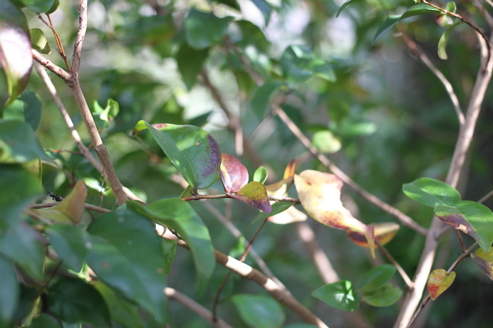 Leaf, Ella Clark, taken 1st of September 2017, http://suitcasedreaming.tumblr.com