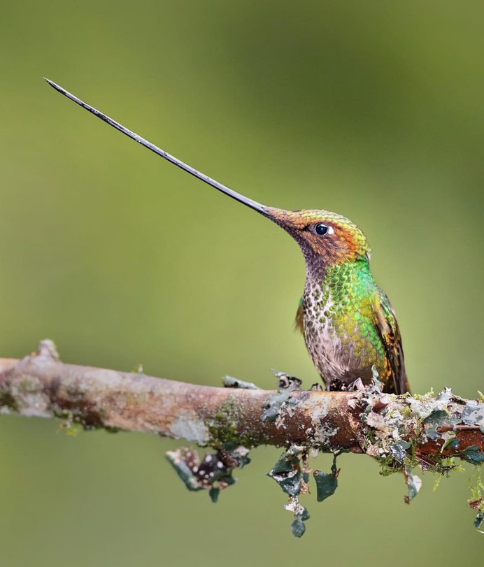#your_best_birds: Beautiful Birds of India by Thirumoorti Ra