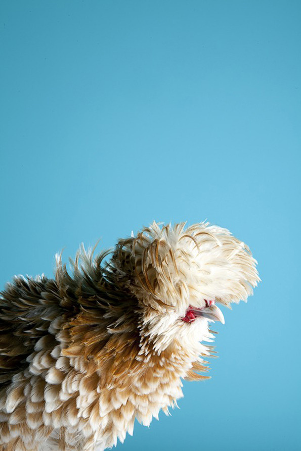 Mitch Payne's Poultry series #photography #chicken