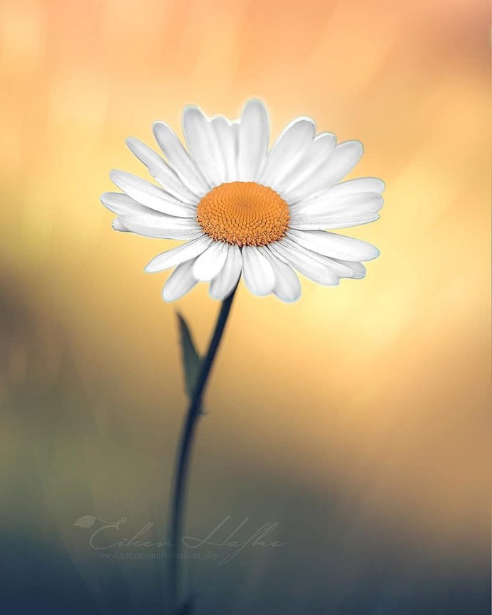 #flora_addict: Magical Flowers Photography by Eileen Hafke