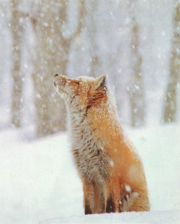 Red fox in snow #photography #fox #snow #winter #beauty #animal #cold #snowflake #nature