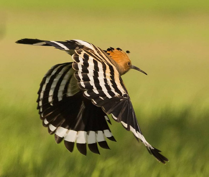 #birdfreaks: Stunning Bird Photography by Kotics Zsolt